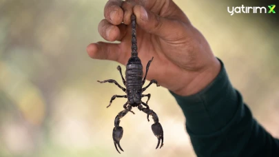Akrep Yakalamak Yasaklandı! Cezası 557 bin TL
