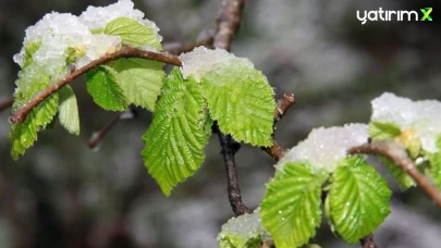 Zirai don riskine karşı kritik adımlar