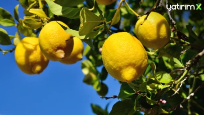 Son dakika... Limon ihracatı durduruldu