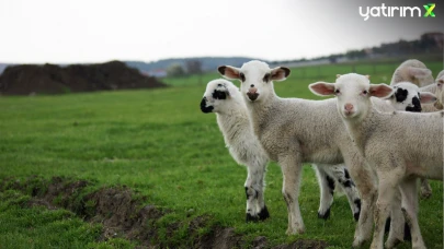 Bakanı Yumaklı Müjdeyi Verdi! Çiftçilere 3.88 Milyar Lira Küçükbaş Hayvancılık Destek Ödemesi