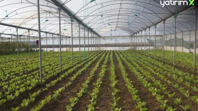 Kocaeli'de Üreticilere Yüzde 50 Hibeli Sera Desteği