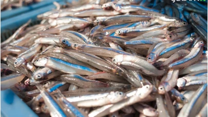 Hamsi ihracatından 4 ayda 4,7 milyon dolar gelir