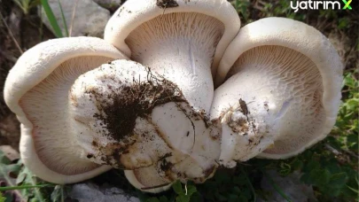 Çaşır Mantarı Nedir, Neden Bu Kadar Pahalı, Nereden Toplanır?