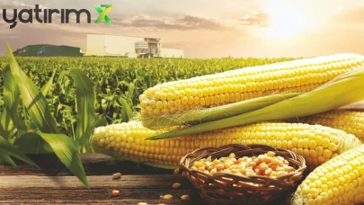 Mısırda Açık Kapalı! Ticaret Bakanlığı, 1 Milyon Ton İthalat İçin Kontenjan Açtı