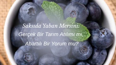 Saksıda Yaban Mersini: Gerçek Bir Tarım Atılımı mı, Abartılı Bir Yorum mu?