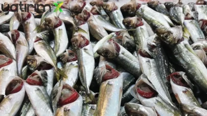 Balıkçı Esnafı Uyardı: İstavrit 100 TL, Hamsi Gelirse Cep Yakacak!