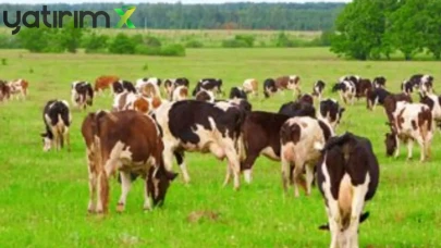 2026 Yılı Besilik Sığır İthalatı Başvuruları Başlıyor: 500 Bin Baş Kota Ayrıldı