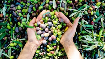 Zeytin Sektörü Ayakta: Ticarette Karşılıklılık İlkesi Çiğneniyor!