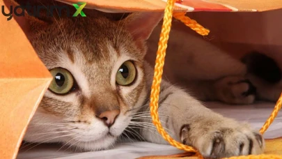 Japonya'da 20 Milyar Dolarlık 'Kedi Günü' Ekonomisi