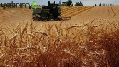 Buğday Fiyatlarında Sert Düşüş: 10 Ayın En Keskin Gerilemesi