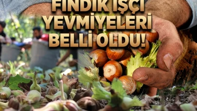 Fındıkta yevmiye belli oldu: İşte 2026 güncel hasat ücretleri