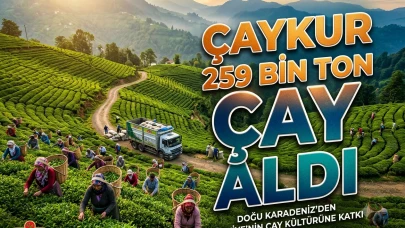 Çaykur açıkladı: Birinci sürgünde 259 bin ton yaş çay toplandı