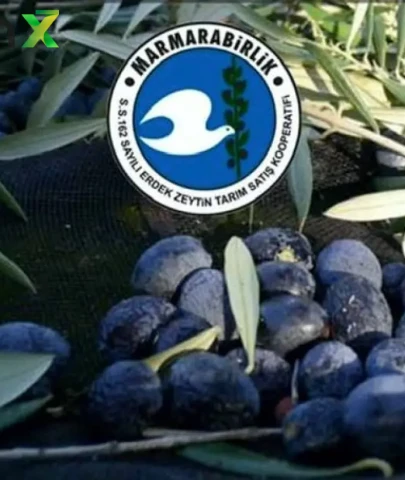 Tam 622 Milyon TL! Marmarabirlik’in Üçüncü Ödeme Dilimi Belli Oldu