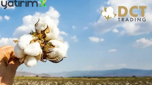 DCTTR Pamukta Güçleniyor: 306 Milyon TL'lik Alım, 153 Milyon TL'lik Satış