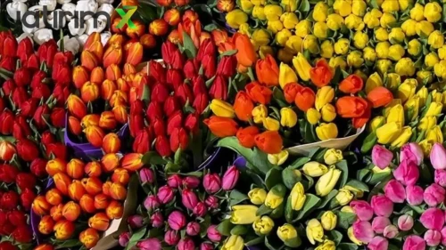 Türkiye'den Yılbaşına Özel 12 Milyon Dolarlık Çiçek İhracatı
