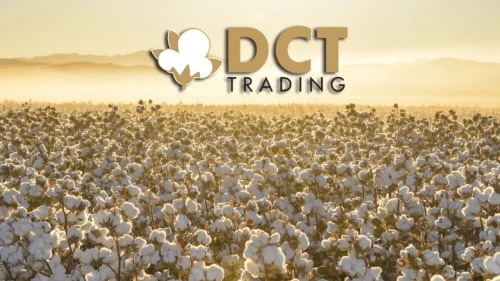 Pamukta Rüzgârı Arkasına Aldı, Kârı Katladı: DCT Trading’den Rekor Gibi İlk Çeyrek!