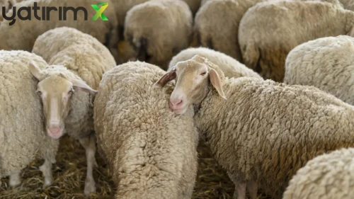 Küçükbaş Hayvancılıkta İhracat Müjdesi: Toklu İhracatının Önü Açıldı