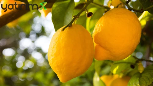 Limon İthalatında Gümrük Vergisi Düzenlemesi: Fiyatlarda Denge Adımı