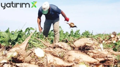 Pancar Üreticilerine Müjde: 16,9 Milyar Liralık Ödeme Hesaplara Yattı