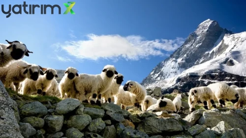 7 Yıl Vadeli ve Faizsiz Hayvancılık Kredisi Şartları Neler?