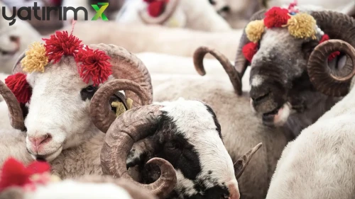Kurbanlık Fiyatları: İl İl Büyükbaş ve Küçükbaş Canlı Kilo Fiyatı