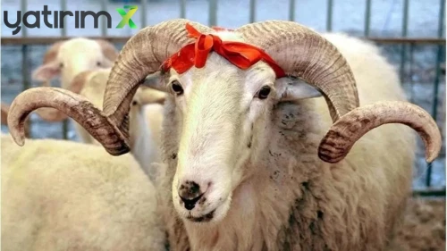 Kurban Bayramı İkramiyeleri Erken mi Yatacak? Bakan Işıkhan Açıkladı