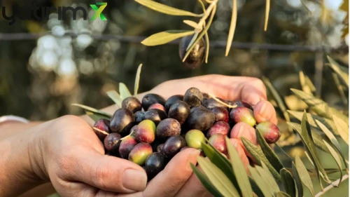 Baktat Zeytincilik Konkordato İlan Etti: 40 Yıllık Şirkete Koruma