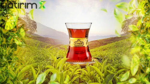 ÇAYKUR'dan yaş çay alımı açıklaması: 150 bin ton aşıldı
