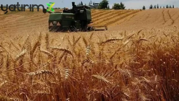 Buğday Fiyatlarında Sert Düşüş: 10 Ayın En Keskin Gerilemesi