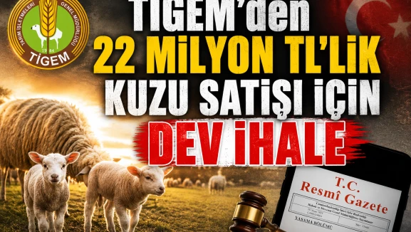 TİGEM 1800 baş erkek kuzuyu satışa çıkarıyor: İşte ihale tarihi