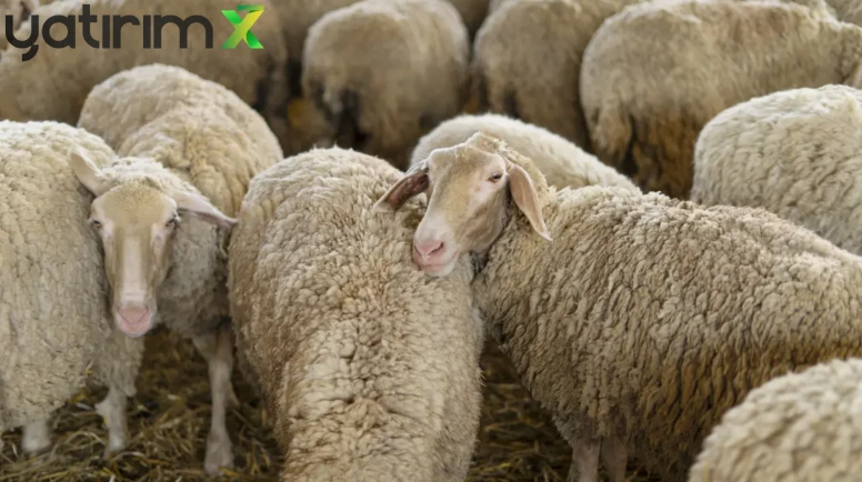 Küçükbaş Hayvancılıkta İhracat Müjdesi: Toklu İhracatının Önü Açıldı