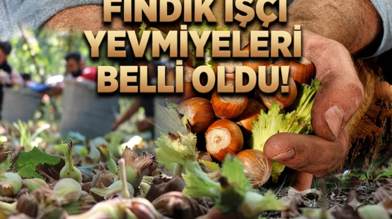 Fındıkta yevmiye belli oldu: İşte 2026 güncel hasat ücretleri