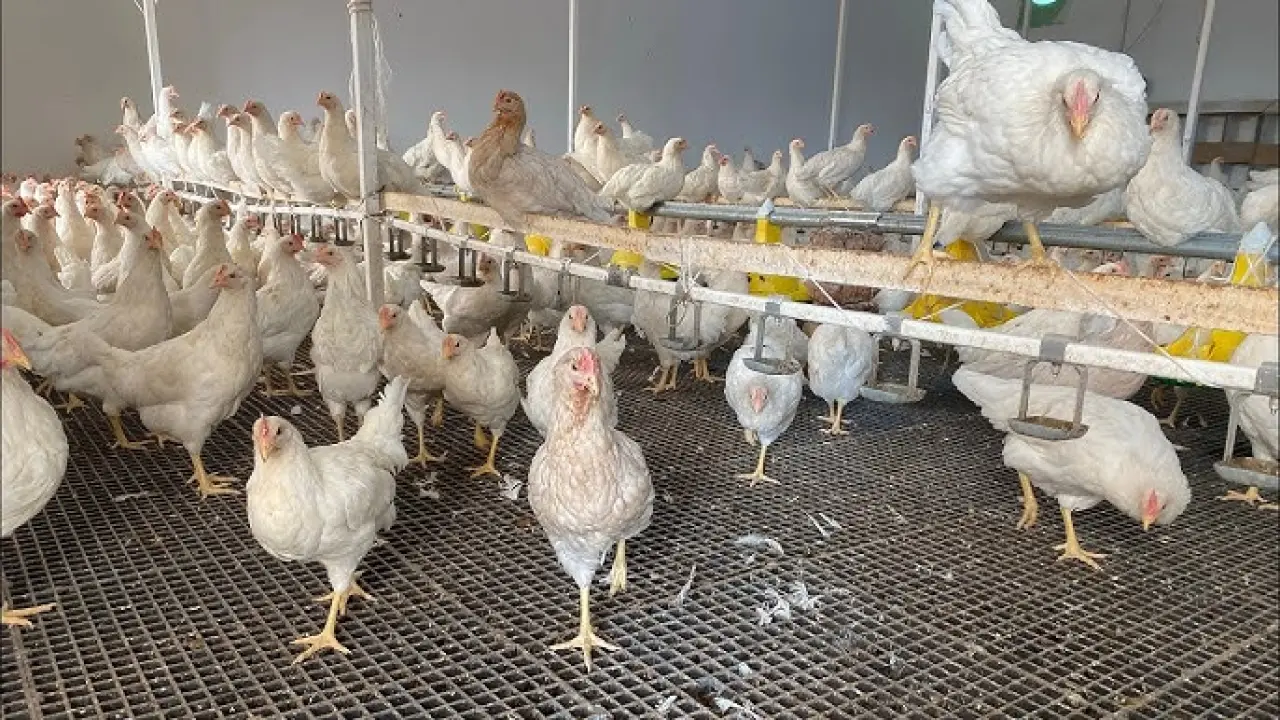 Lohman Sandy Yumurta Tavuklarımızın Kümes Hazırlığı - Kış Şartlarında Tavuk  Bakımı - YouTube