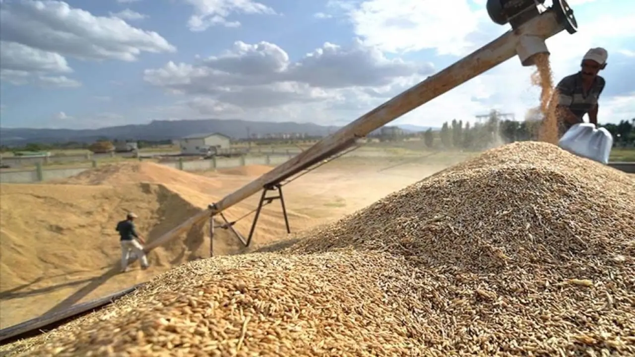 Ticaret Borsalarında yukarı yönlü hareketlilik! İşte güncel hububat  fiyatları - Tarım Haberleri
